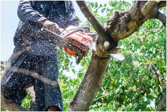 tree services Swansea